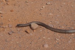 Pseudonaja aspidorhyncha