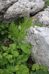 Pedicularis atropurpurea