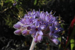 Dilatris corymbosa
