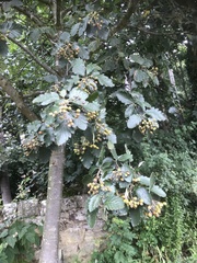 Scandosorbus
