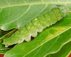 Charaxes brutus natalensis
