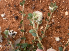 Ptilotus holosericeus