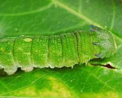 Charaxes brutus natalensis