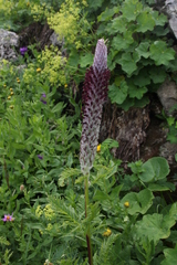 Pedicularis atropurpurea