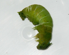 Charaxes brutus natalensis