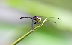 Agrionoptera longitudinalis biserialis