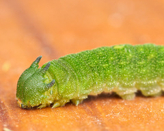 Charaxes brutus natalensis