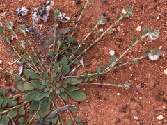 Ptilotus holosericeus