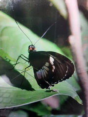 Parides eurimedes