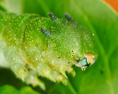 Charaxes brutus natalensis