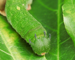 Charaxes brutus natalensis