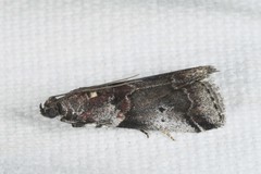 Acrobasis suavella