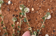 Ptilotus holosericeus