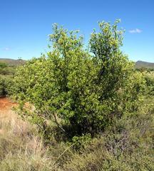 Diospyros lycioides lycioides