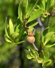 Diospyros lycioides lycioides
