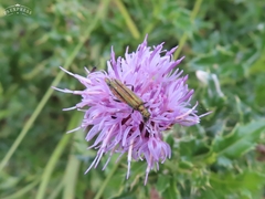 Oedemera nobilis