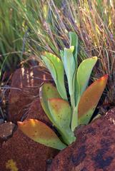 Kalanchoe paniculata