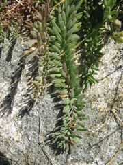Linaria polygalifolia