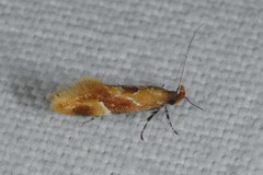 Epicallima formosella