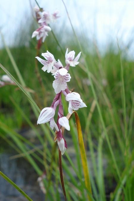 Crimplene Splitlip Orchid