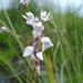 Crimplene Splitlip Orchid - Photo (c) juddkirkel, some rights reserved (CC BY-NC)