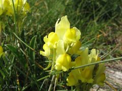 Linaria polygalifolia