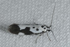 Ethmia quadrillella