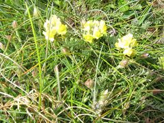 Linaria polygalifolia