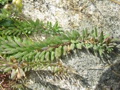 Linaria polygalifolia
