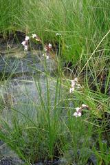 Schizochilus crenulatus