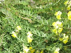 Linaria polygalifolia