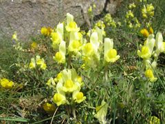 Linaria polygalifolia