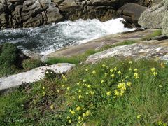 Linaria polygalifolia