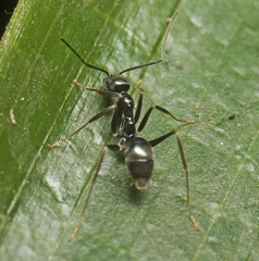 Leptomyrmex burwelli