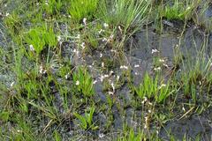 Schizochilus crenulatus