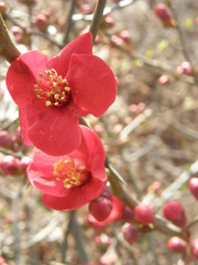 Chaenomeles × superba