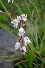 Schizochilus crenulatus