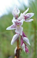 Schizochilus crenulatus