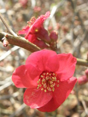 Chaenomeles × superba