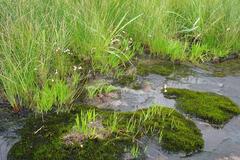 Schizochilus crenulatus