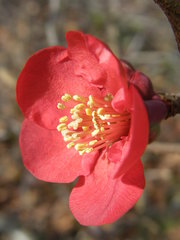 Chaenomeles × superba