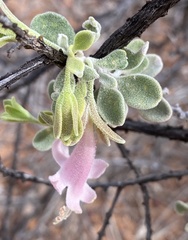 Eremophila forrestii