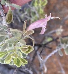 Eremophila forrestii