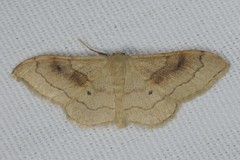 Idaea rubraria