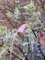 Eremophila forrestii