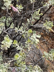 Eremophila forrestii