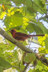 Cardinalis cardinalis