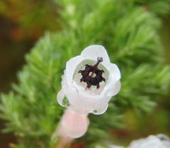 Erica colorans