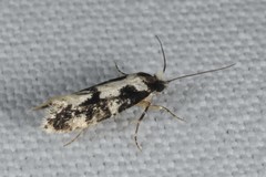 Neurothaumasia ankerella