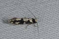 Neurothaumasia ankerella